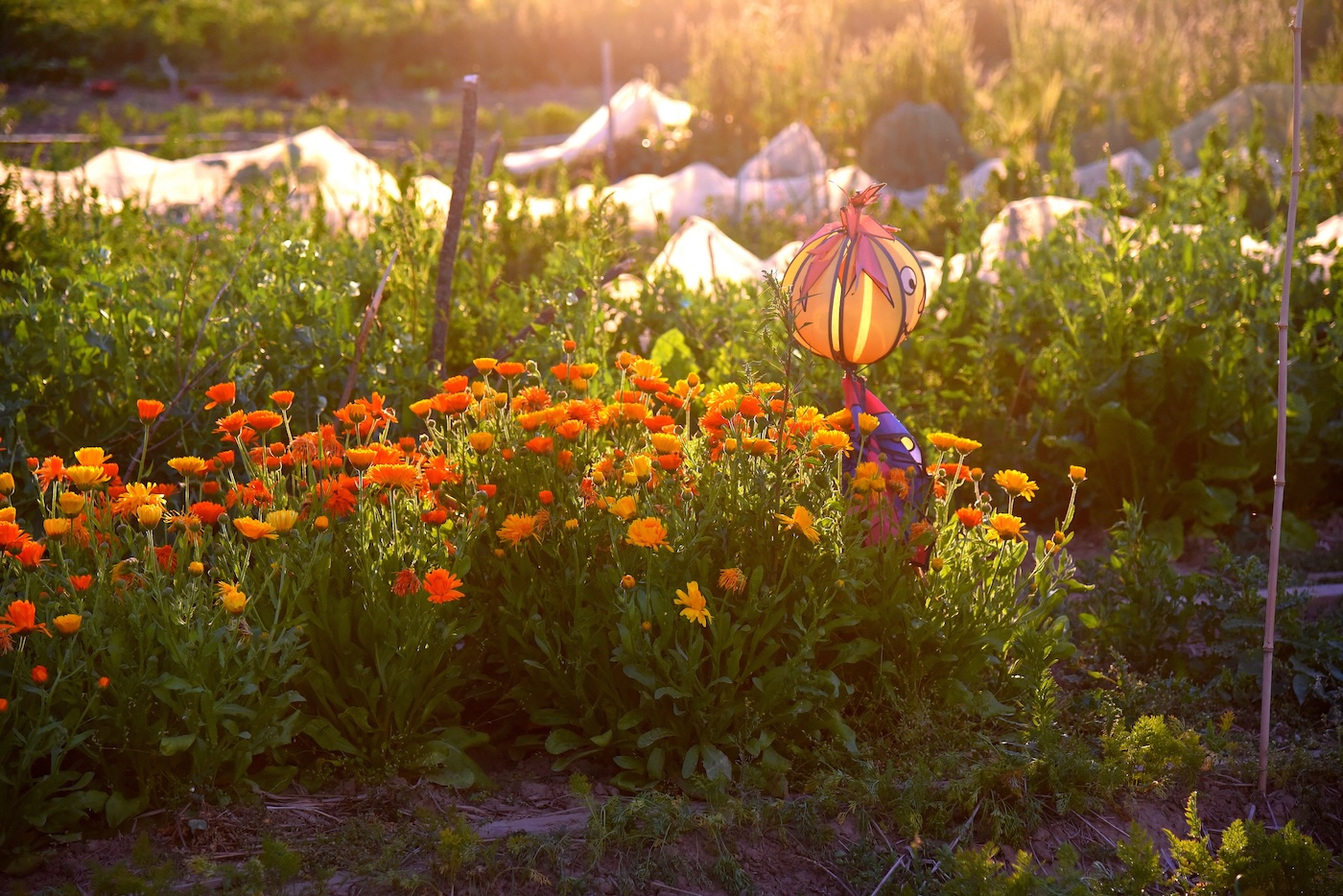 Barbara Schnell background image