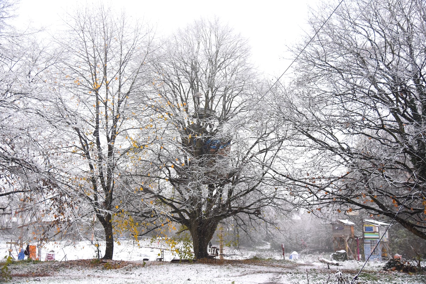 Barbara Schnell background image