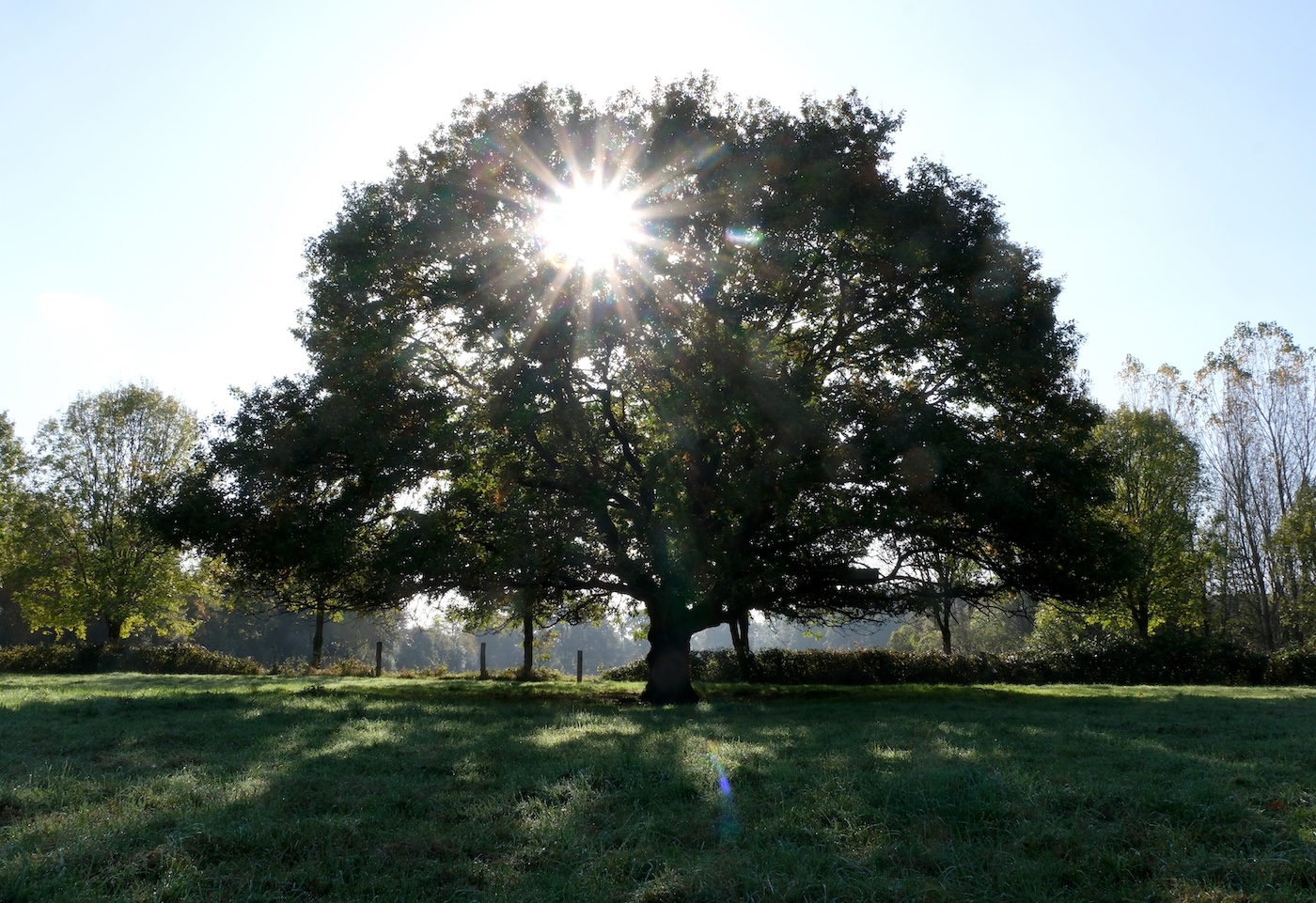 Barbara Schnell background image